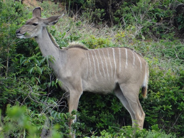 Greater Kudu
Recognizable by the 6 to 10 vertical white stripes.
