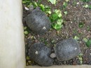 Two year old tortoises.