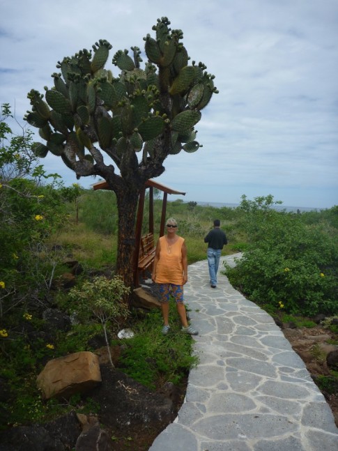 Cactus tree, hundreds of years old. These trees grow only about 1 cm in a year.