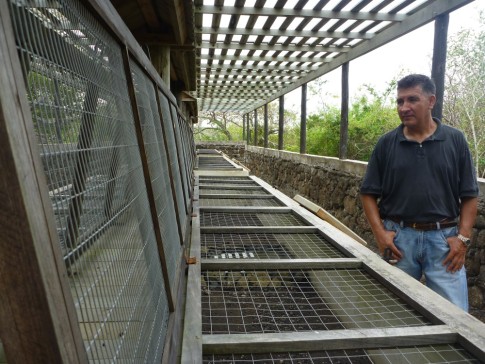 Cages to protect the baby tortoises from non-endemic predators such as rats, pigs, dogs and feral cats. Endemic species (