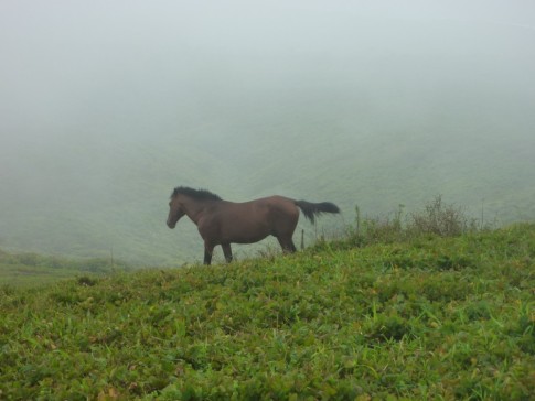 Strong and beautiful wild horses roam the volcanic hills.