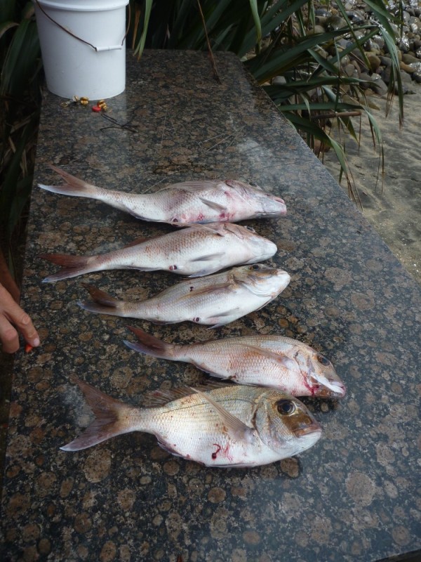 So, this was the result of the early morning fishing tutorial with Dave (s/v Riada II). I caught 3 and Dave 2. He had been fishing the day before and caught some nice sized Snappers, so he kindly gave us his catch of the day.