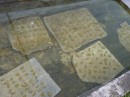 When they get to a certain size, they are moved to these cement tiles and then introduced into the coral reefs.