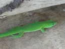 Gorgeous, green, glowing gecko.