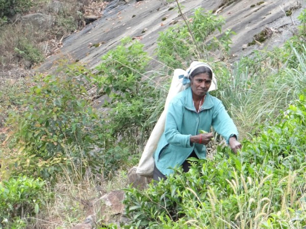 One person can pick up to 18kg of tea per day, earning between 200 - 500 rupees ($2-$4.50). It is gruelling work and many of the workers, who are women, live in poverty.