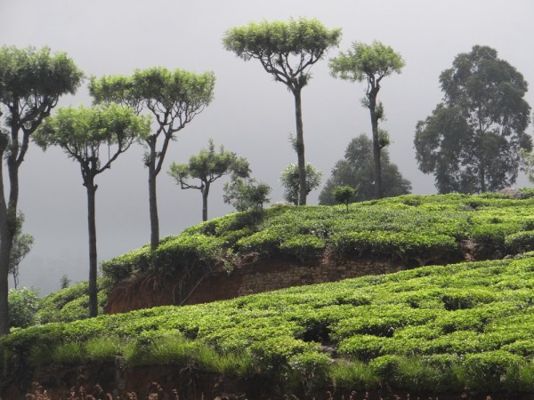 We walked from our guest house to town and everywhere we looked, there were tea plantations.