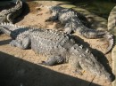 Crocs resting in the hot afternoon sun in La Manzanilla