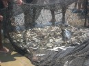 Wide array of fish trapped in the fishing net