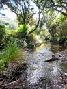 stream at Wairahi Bay