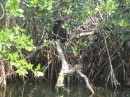 a 3 X 4 foot termite mound sitting on top of mangrove trees