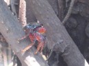 these crabs really do live in trees!
