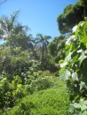 The Island is COVERED in lush vegetation!