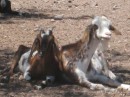 Two goats cool off together in the shade