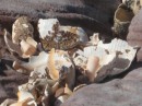 HUGE shells caught in the crevasses of the beachside rocks
