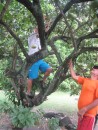Tom climbs up the tree for fruit