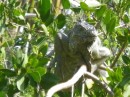 four foot long iguana  in the mangroves at Nuevo Vallarta 