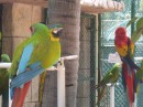 tropical wildlife for tourists at Paradise Village