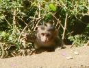 baby monkey in Monkey Forest