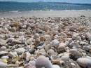 Shell beach.  Miles of shells.