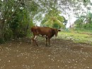 Magere Kuh auf der Dorfwiese.
