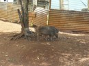 In Tonga gibt es viele Schweine, die frei herum laufen.