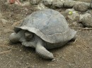 Dieser Schlidkröte bin ich zu nahe gekommen. Mit einem lauten Fauchen hat sie ihren Kopf in den Panzer eingezogen.