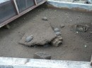 Kleine Riesenschildkröten.