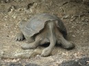 Dies ist ein Weibliches Exemplar der Schildkrötenart. Auf einer abgelegene Insel wurden wohl doch noch männliche Nachfahren gefunden, mit deren Hilfe man die Art erhalten will.