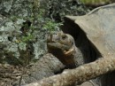Auf Floreana gibt es ein Gehege, in dem die Galapagos Riesenschildkröten leben.