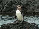 Auf Santa Cruz haben wir die Galapagos Pinguine gesehen.