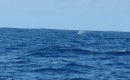 Ausserdem sind wir dich an Walen vorbei gesegelt. Hier sieht man den Blas des Wals.
