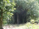 Banjanbaum im Regenwald auf Huahine. Durch die vielen Luftwurzeln überstehen diese Bäume die Cyclone und bieten sogar den Menschen Schutz.