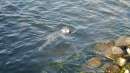 Eine unerschrockenen Robbe im Hafenbecken 