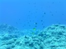 Jetzt folgen noch ein par Bilder vom Tauchen auf Niue. Das Wasser ist kristall klar und man kann bestimmt 50 Meter weit sehen. Das kommt daher, dass das Regenwasser vom Korallengestein gefiltert wird und deshalb kein Sediment ins Meer spült.