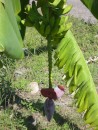 Plantain fruit and flower