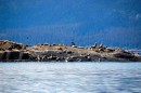 Sea lion haul out, Glacier Bay