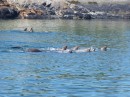 Curious sea lions swimming towards kayakers, Glacier Bay