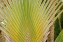 The fronds grow in a tight, flat, interlaced pattern that I