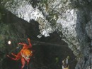 One of the many crabs crawling over rocks on Isla Isabela