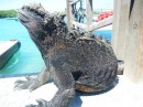 the black swimming iguana of Galapagos