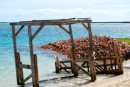 Pile of conch shells behind Joe
