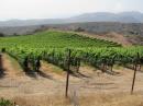 Rancho Escondido Winery on Catalina
