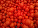 Tomatoes carefully arranged in a market, Turkey