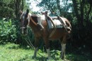 A horse tied up at the side of the road, with a wooden yoke.  He/she wasn