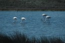 Four flamingoes in the pools down by the Alvor estuary