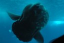 Ocean sunfish, three metres across fin to fin.  Must weigh tons