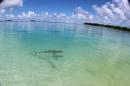 Chagos: Waldi, unser zutraulicher Schwarzspitzenhai. Einer von vielen Haien in der Lagune des Salomon Atolls.
