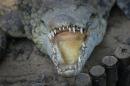 Tierwelt auf Nosy Be: Nil Krokodile leben zahlreich in Madagaskar. Dieses hier zum Glueck hinter einem Zaun.....