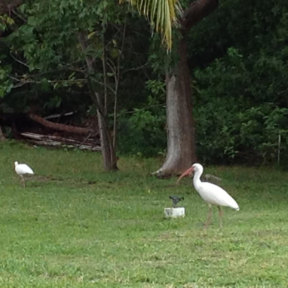 Ibis - i think. I get ibis and egrets confused sometimes