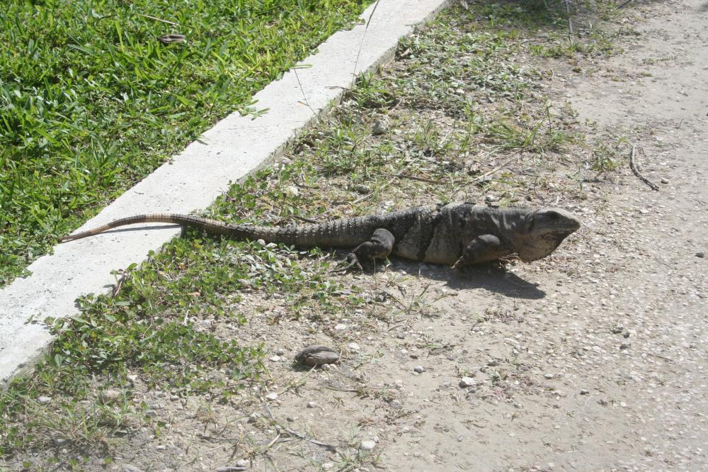 one of a dozen iguanas living nearby